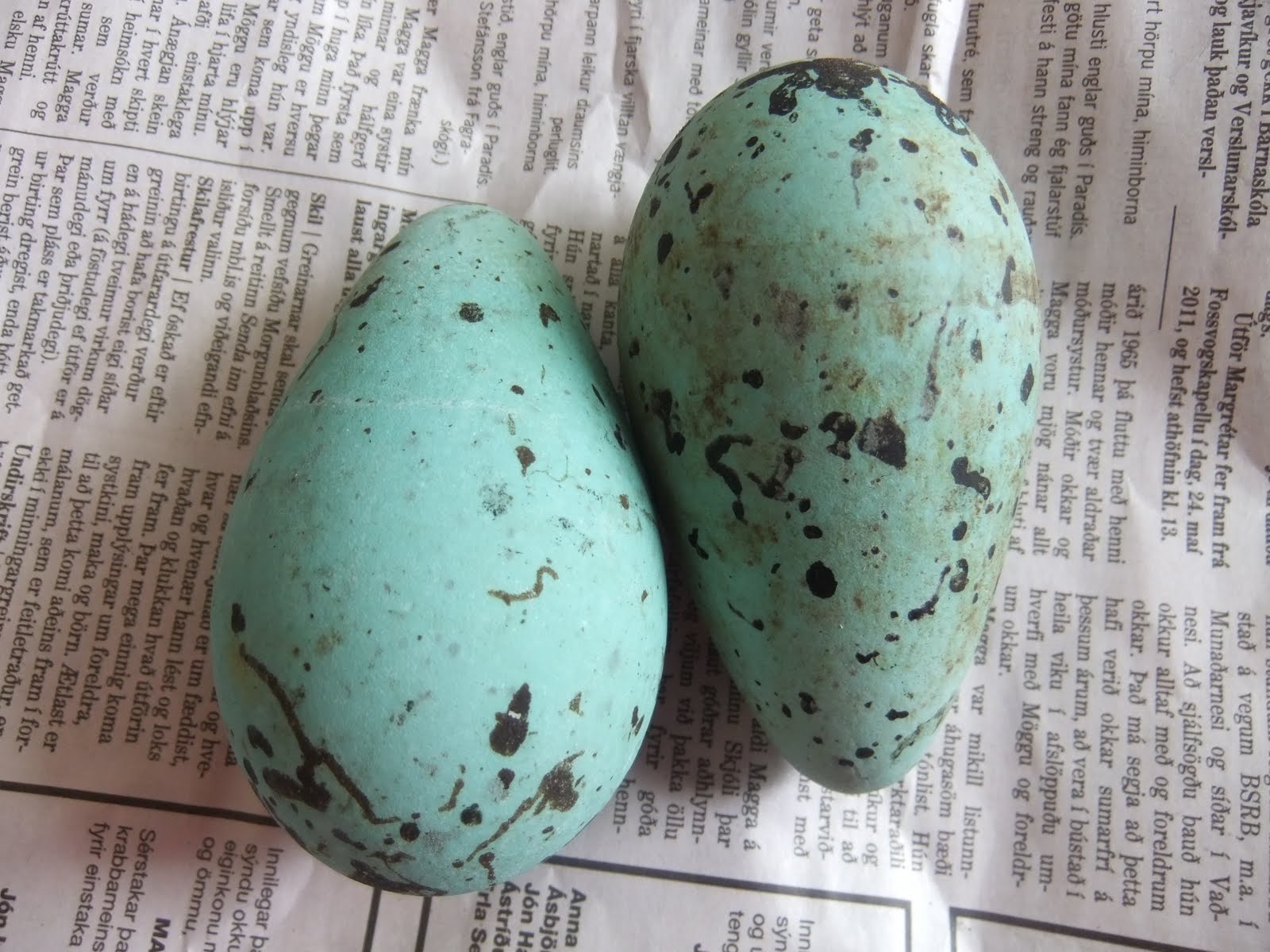 The Dog Days Queen Guillemot Eggs