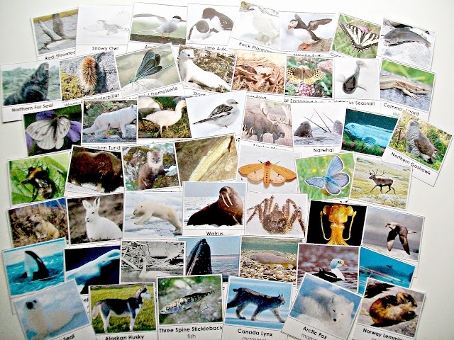 50 Arctic Animals