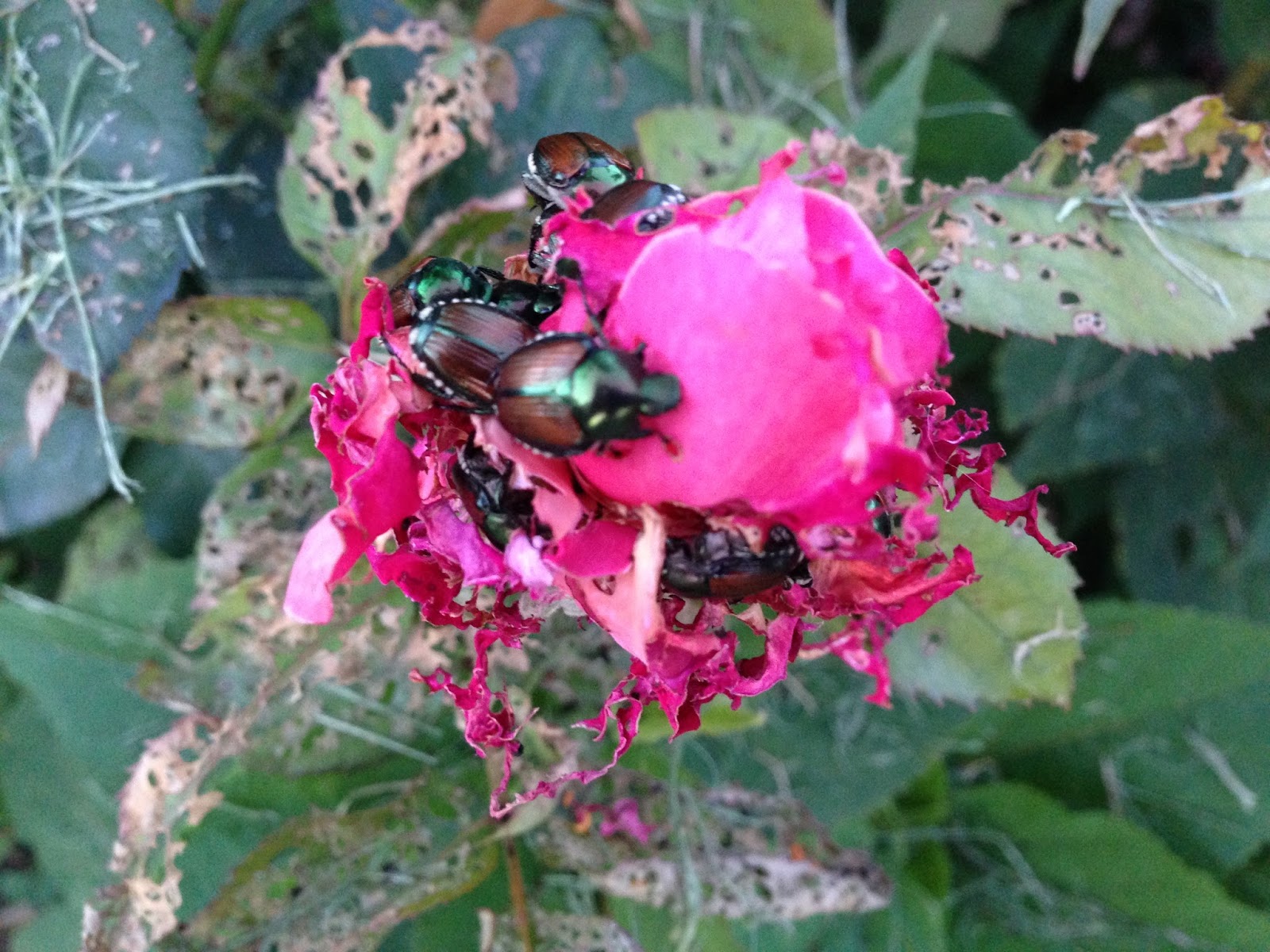 Colorado Garden Punch List December 2015