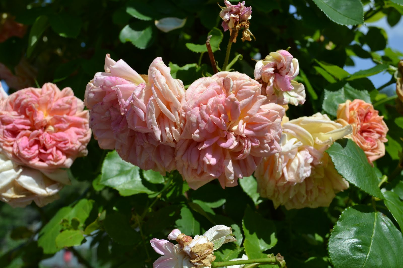 Blomsterbo: botaniska trädgården och lite inköp