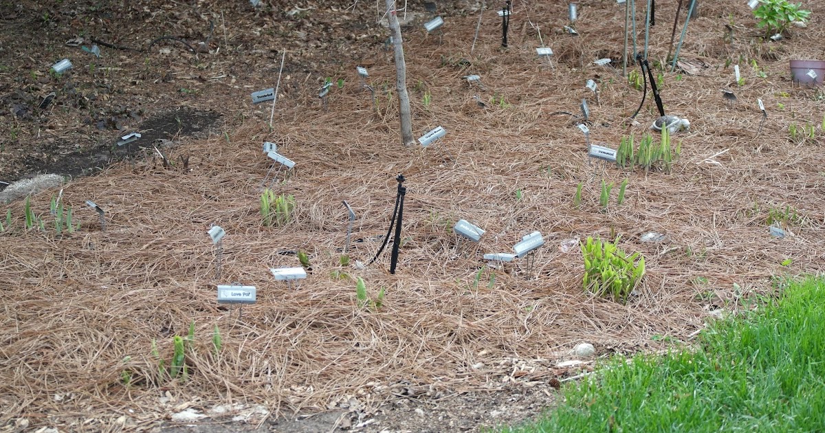 Cheesehead Gardening Trying pine straw in the hosta beds