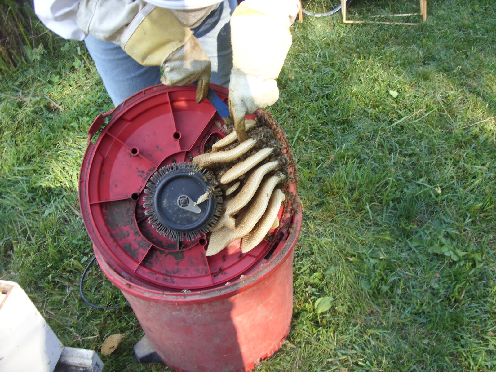 The Bee Lady from Hilltop Farm Shop Vac Bees
