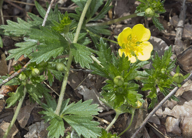 Tormentil, Potentilla erecta.  Joyden's Wood, 12 May 2012.