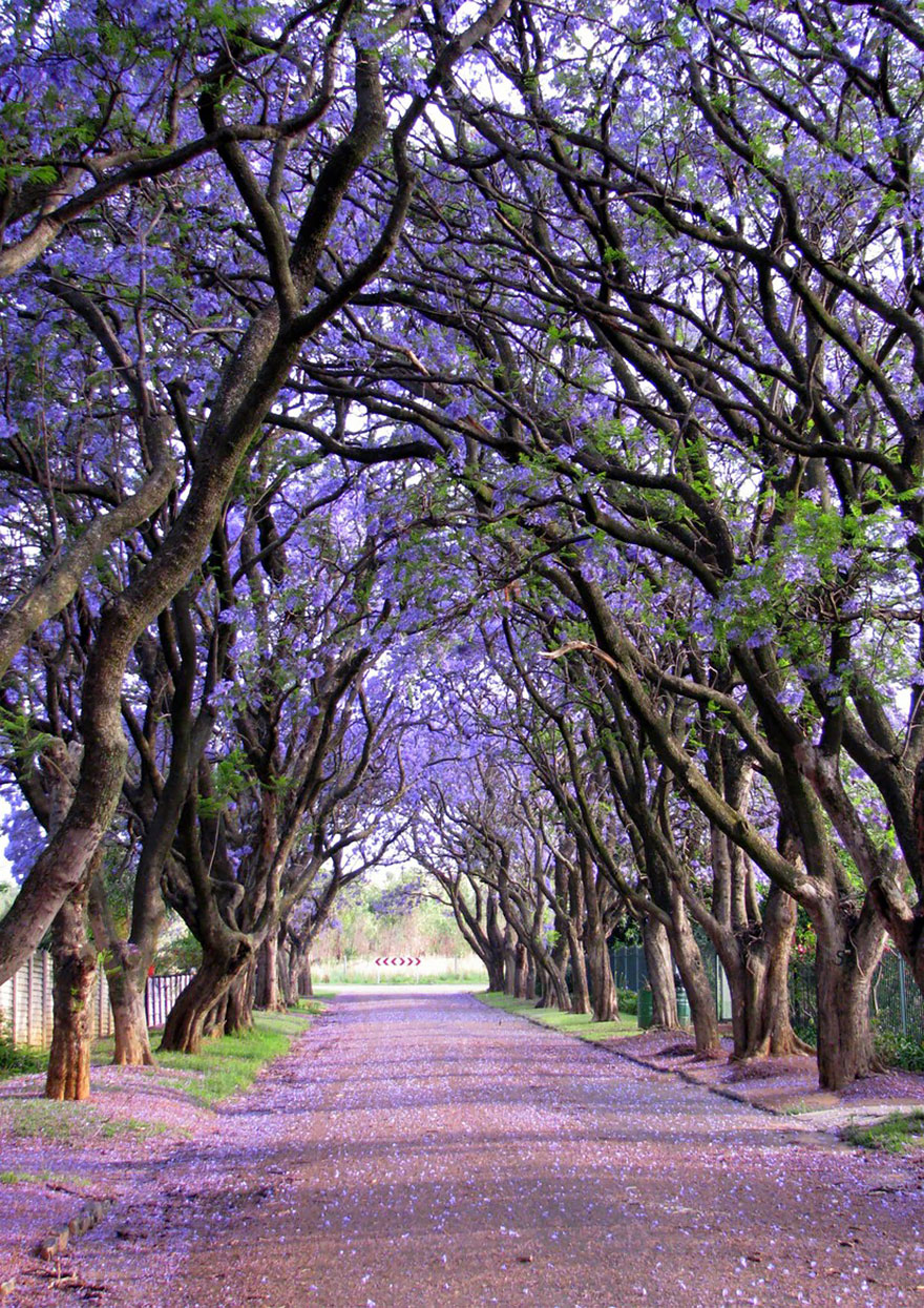 Jacarandas en Cullinan, Sudáfrica.