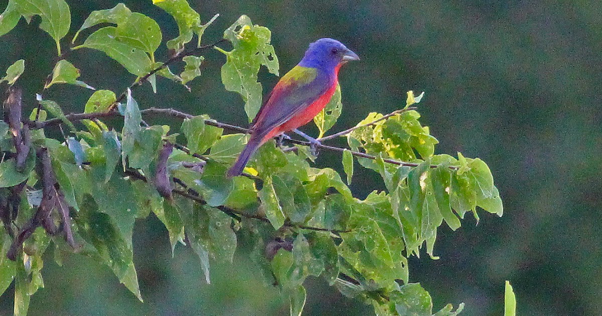 Dallas Trinity Trails Painted Buntings at the mouth of Five Mile Creek