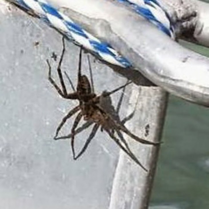 Wisconsin Spiders The Spider Guide