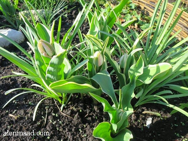 тюльпаны, Tulipa gesneriana, низкорослые, полосатые листья, аленин сад