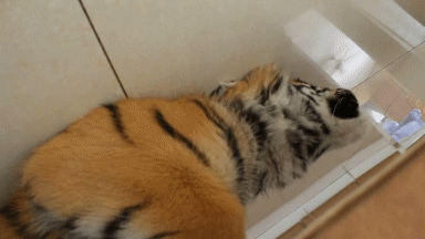 Funny animal gifs - part 93 (10 gifs), cute baby tiger gif
