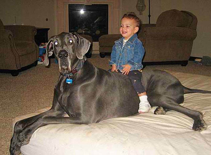 perro perro