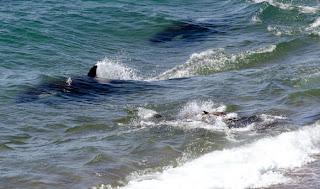 Nadando junto al enemigo - Orcas y lobos marinos en Punta Norte