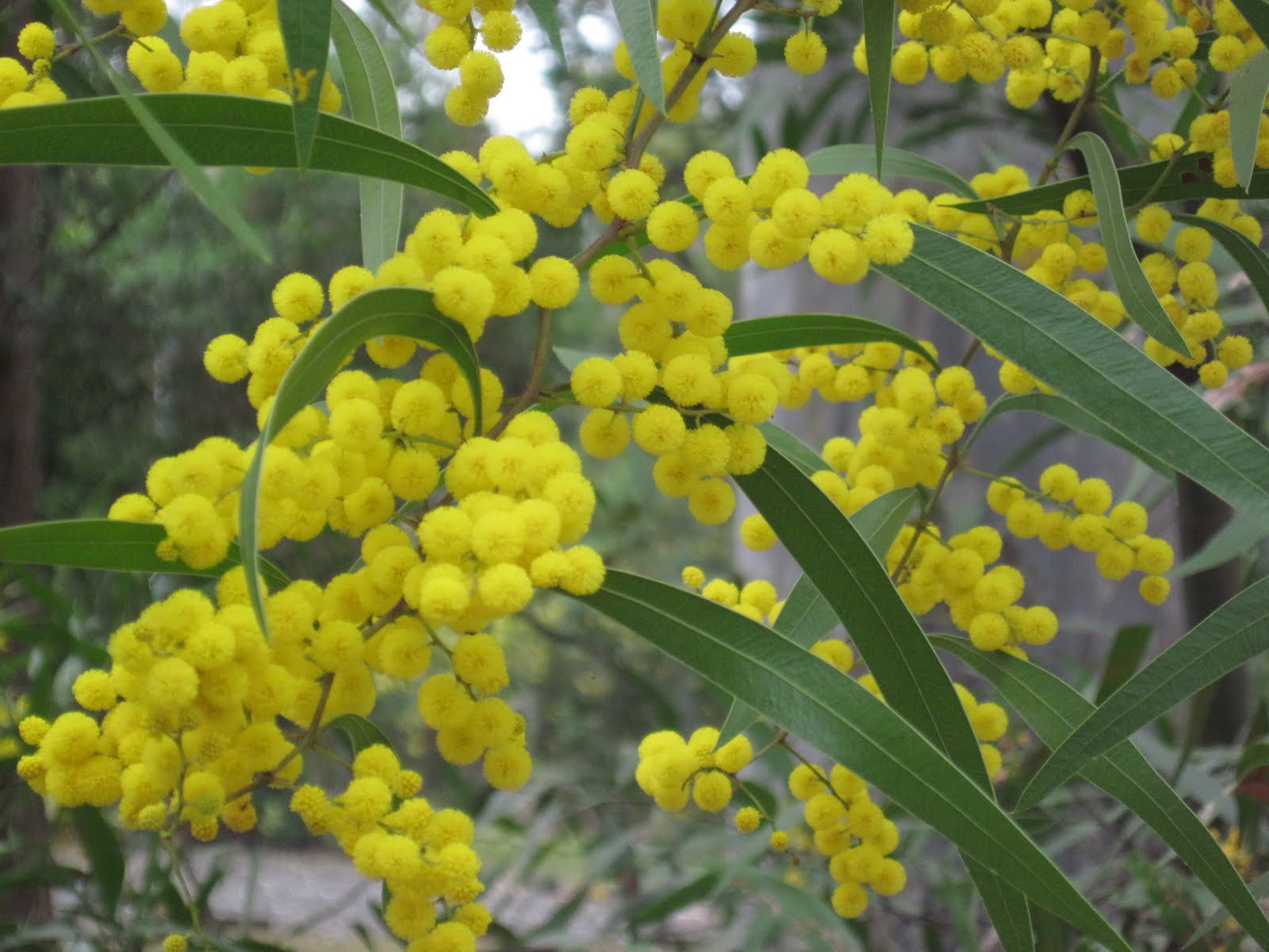 Un Rucher Au Jardin Photos De Fleurs Melliferes Printanieres