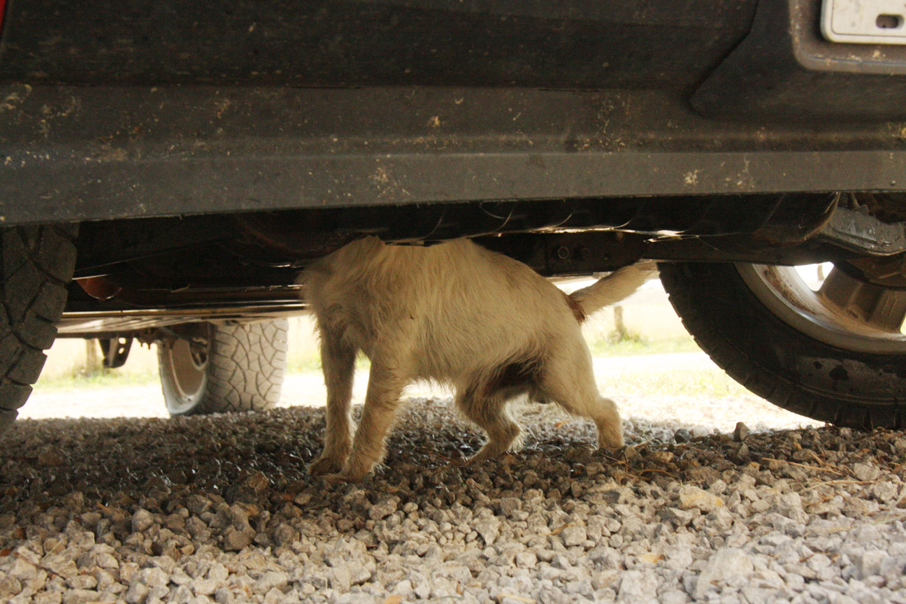 A Farm Wife's Life Rat Attack What To Do and What Not To Do