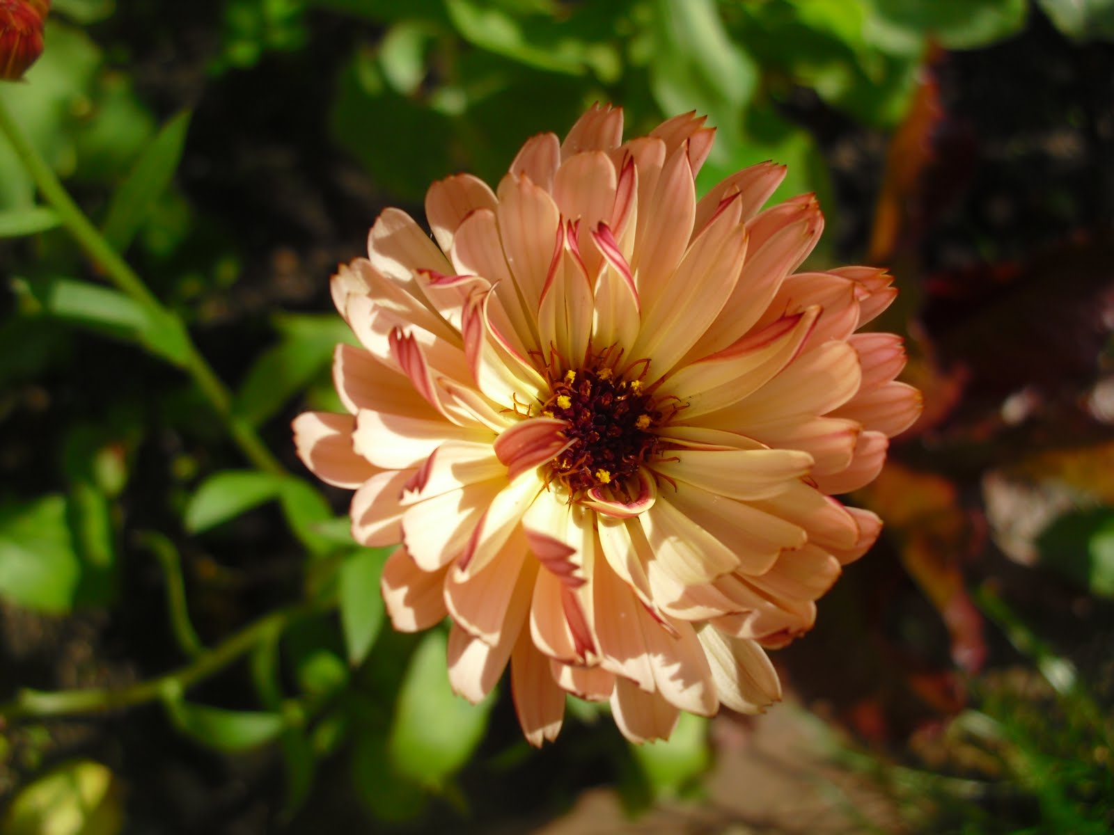 Mauerblumen: Juli 2011