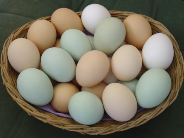 Photos Of Eggs