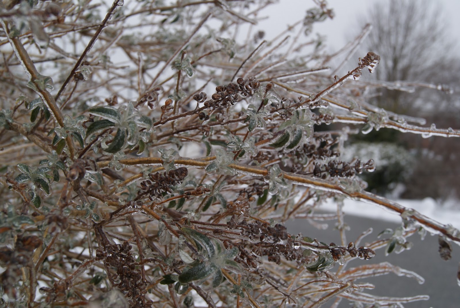 subjectiveday Frozen plants, including Chimonanthus praecox