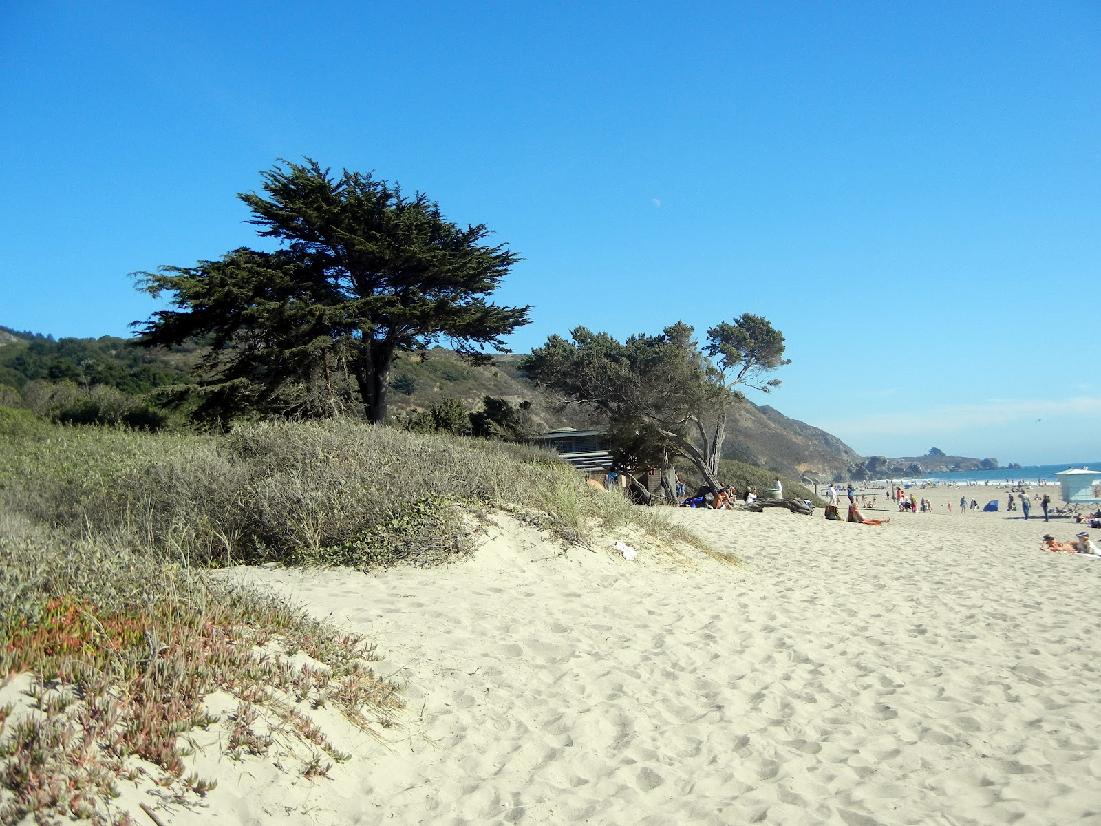 Canines and Cuisine No Dogs Allowed?