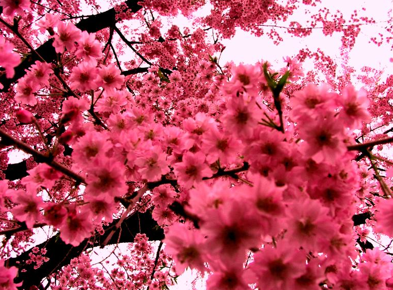 Sakura Blossom Screen+shot+2012-03-30+at+6.27.35+PM