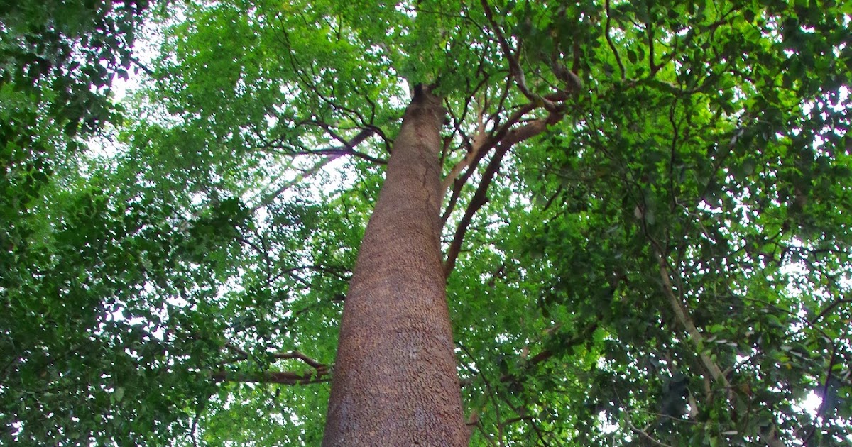 Trees and Plants Chewing Gum Tree