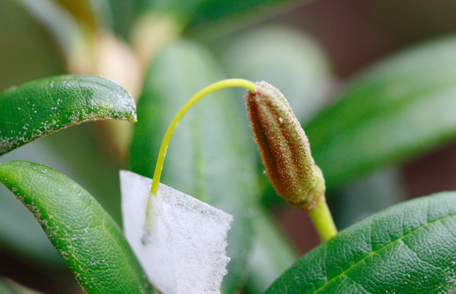 Mikkels rhododendron ...: rensning af rhododendron frø Stue rhododendron