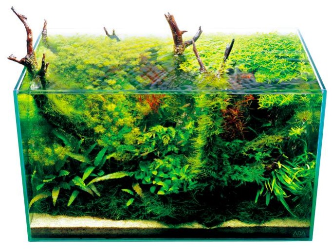 aquaspace seni membuat taman dalam air yang keren dalam aquarium ikan hias kirara shop aquaspace seni membuat taman dalam air yang keren dalam aquarium ikan hias kirara shop