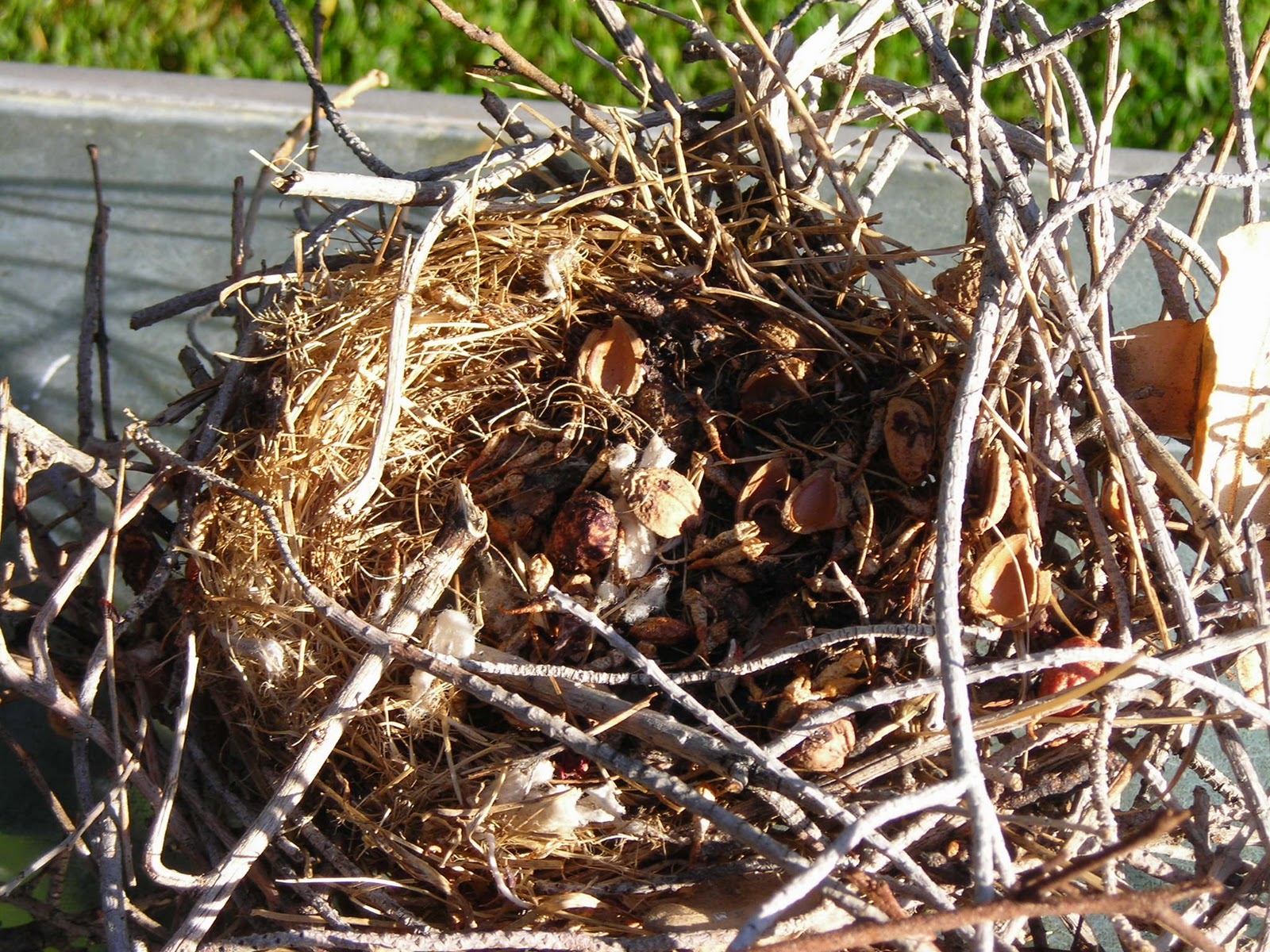 Vegas Girl Las Vegas Urban Wildlife Watch Out For The Mockingbirds