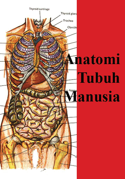 Anatomi Tubuh Manusia - FansBuku