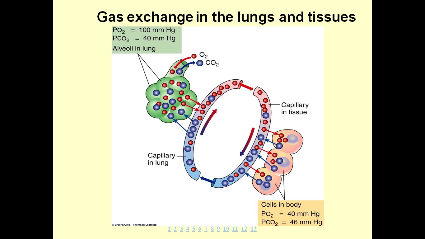LAMAN ASHAARIO Transport of Oxygen and Carbon dioxide