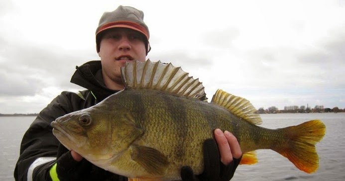 International Fishing News: DENMARK: world record size perch caught