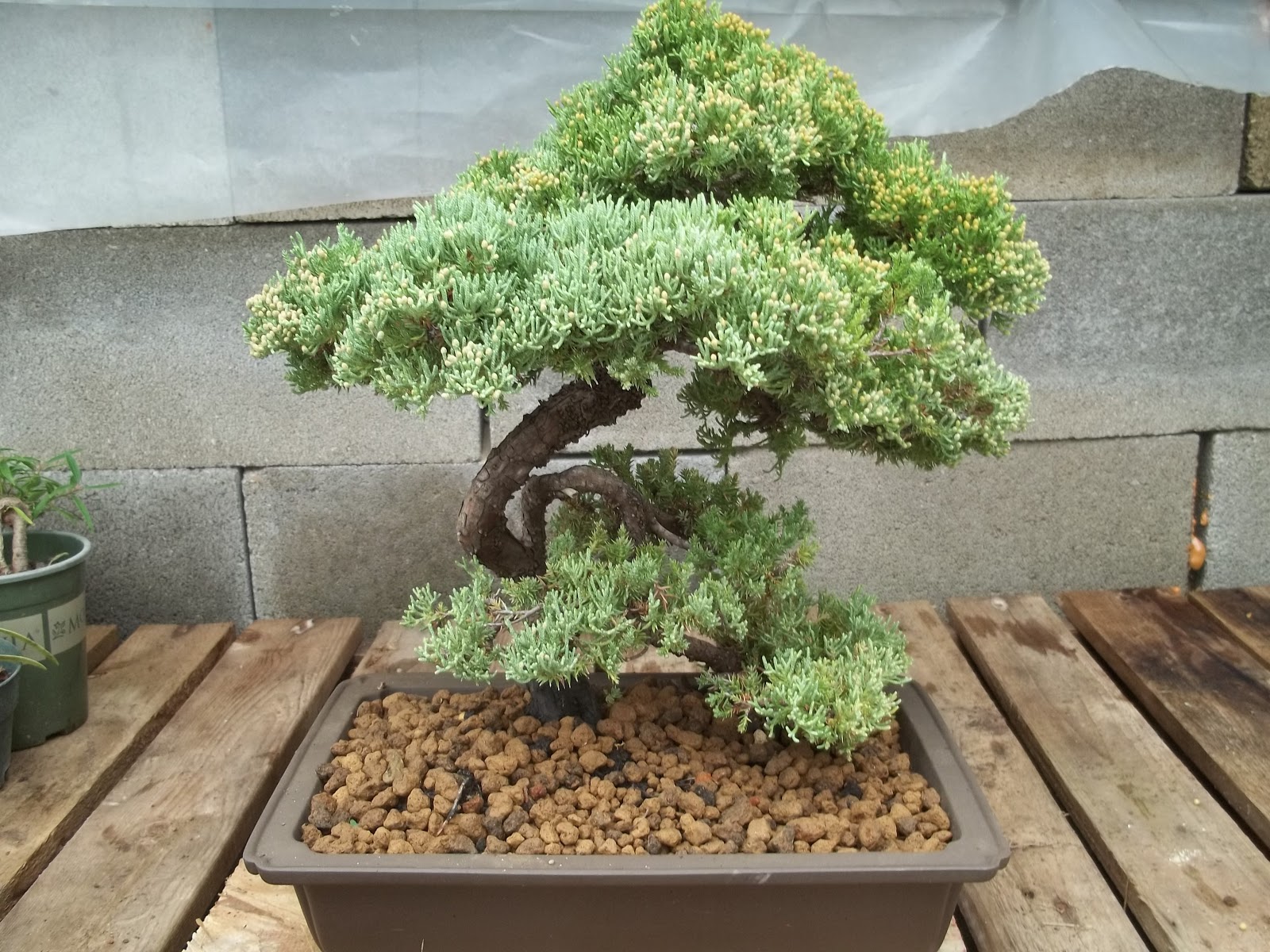 Bent Tree Bonsai cold weather just around the corner