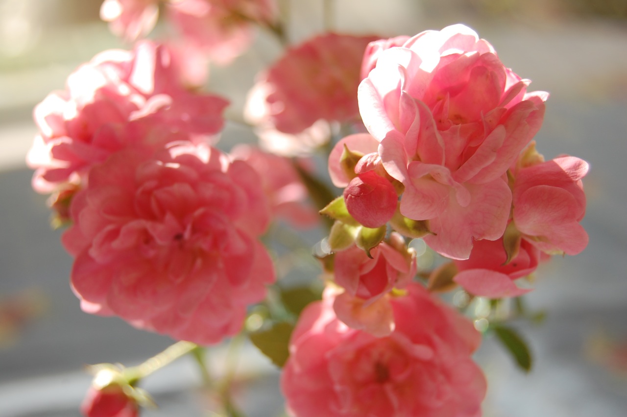 Jeannie's Fairy Rose Louisiana Garden Fall Roses in A Vase.