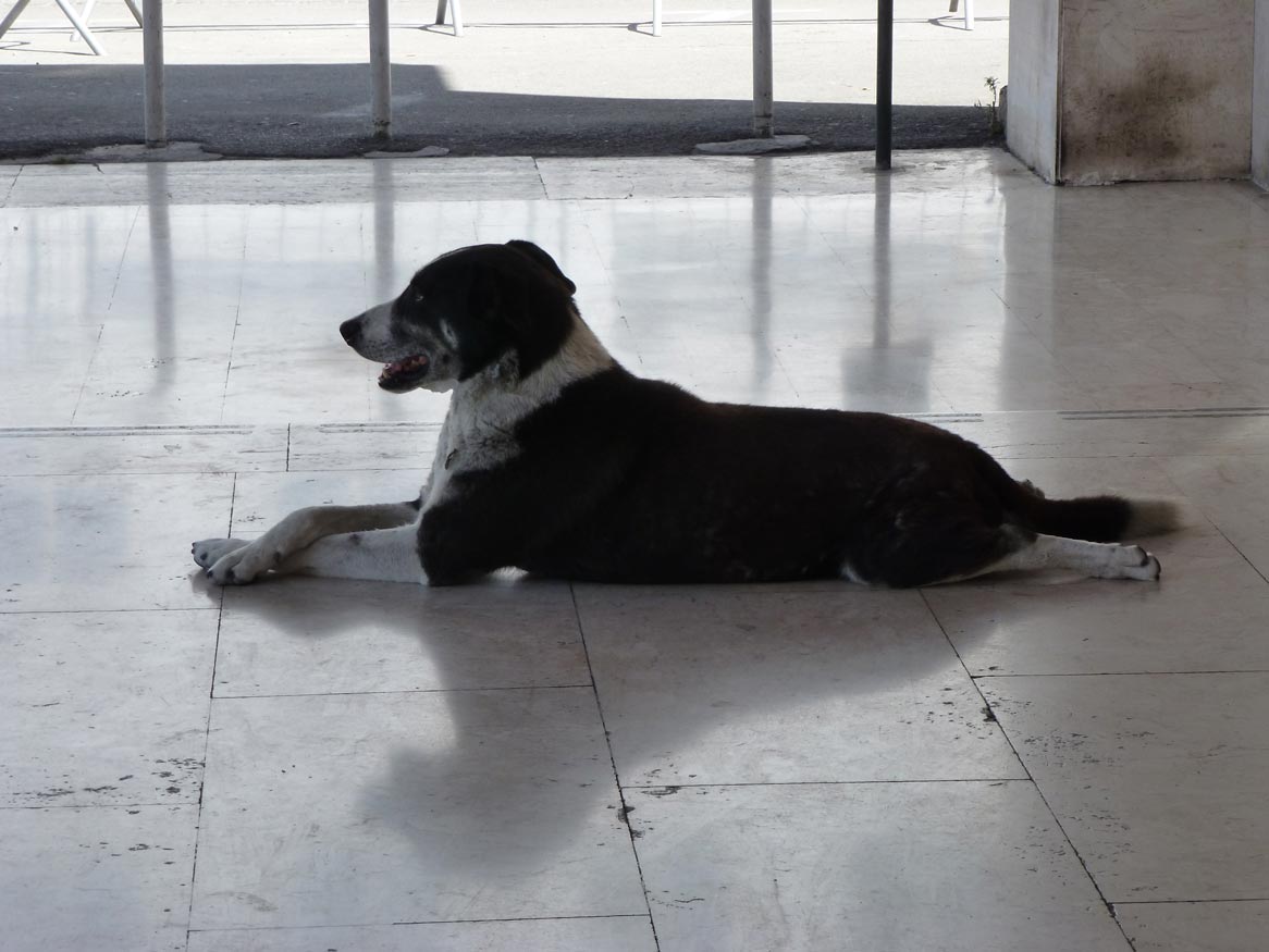 http://2.bp.blogspot.com/-AphUhv6bz4E/Tx_44uxC8cI/AAAAAAAAEsI/ao9lwTIWFjA/s1600/P1000629-crossed-paws.jpg