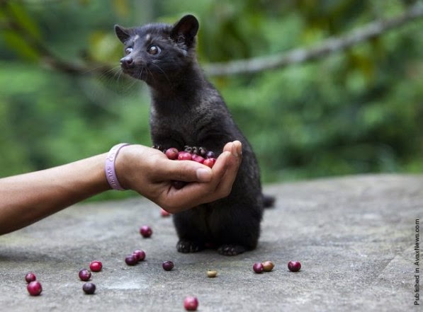 Asian Palm Civet: The “Cat” in Cat Poop Coffee