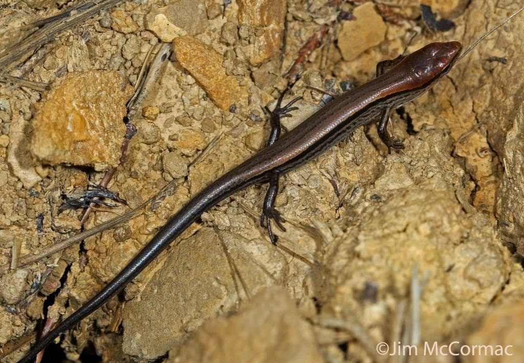 Ohio Birds and Biodiversity: Ground Skink, Scincella lateralis
