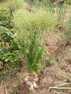 Réussir ses semis - produire ses graines  POLPOTAGER+042