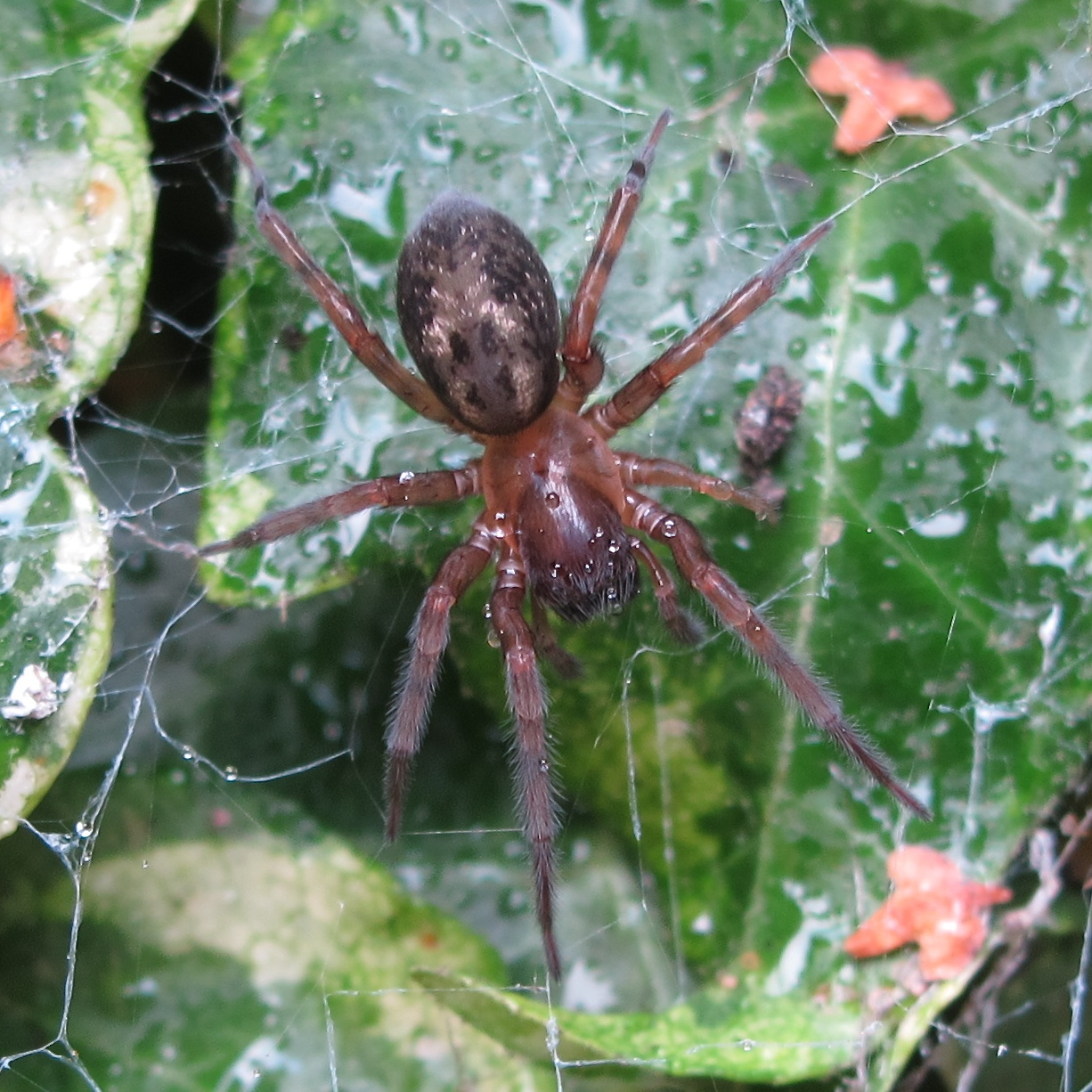 BugBlog Blue lace web spider portrait