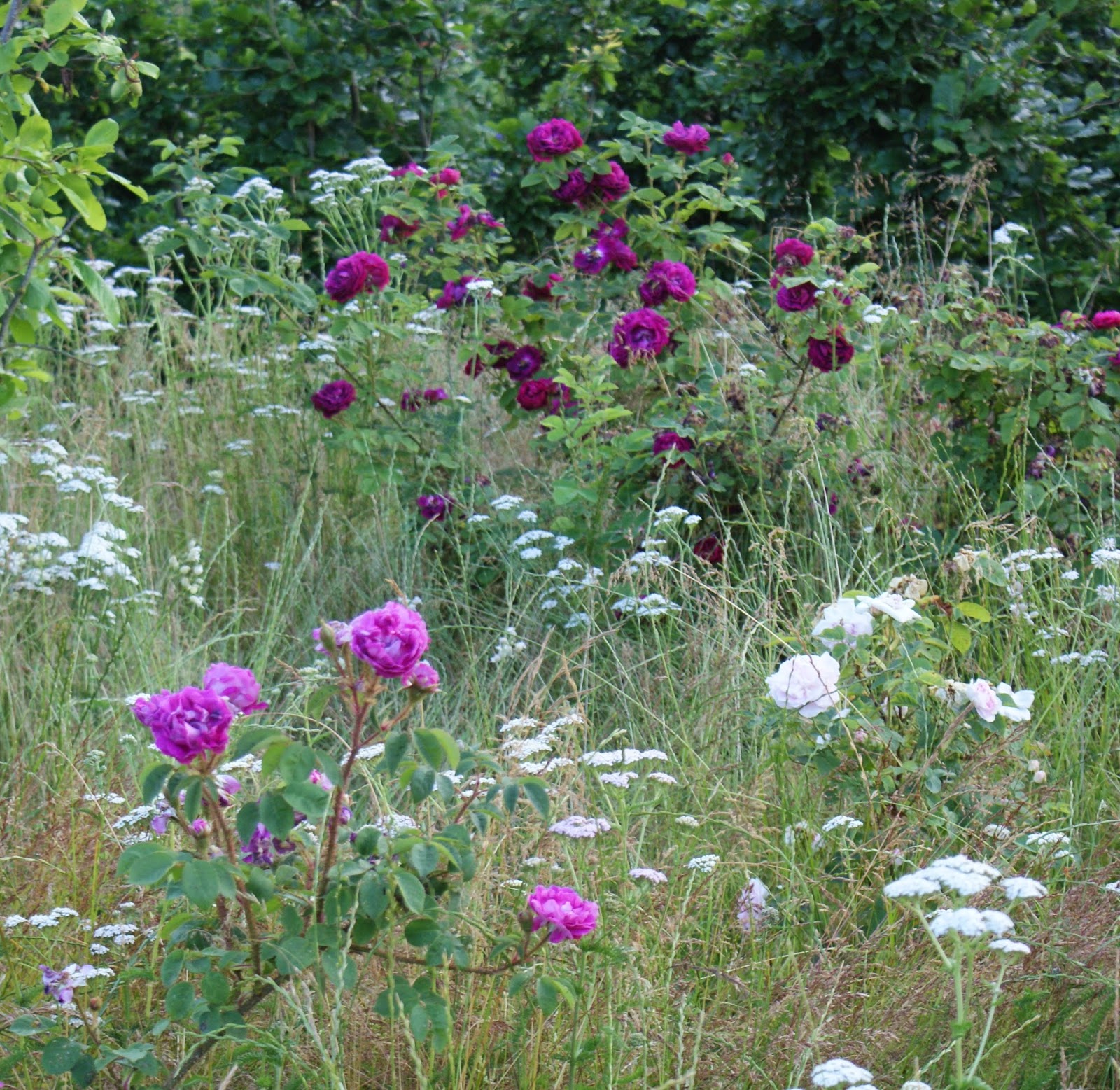 KJELD SLOT WHERE HAVE ALL THE ROSES GONE...?