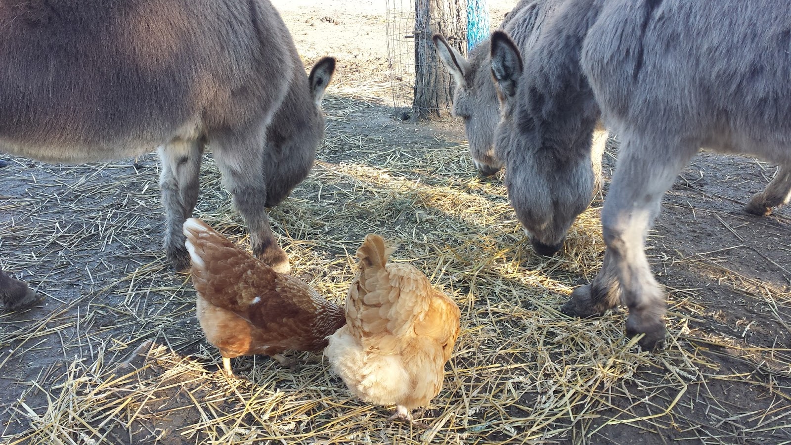 My Miniature Donkeys Donkey and Chicken Fraternization