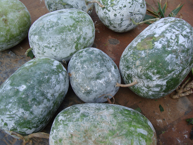 Taste of Nepal Kubhindo Ash Gourd (कुभिन्डो)