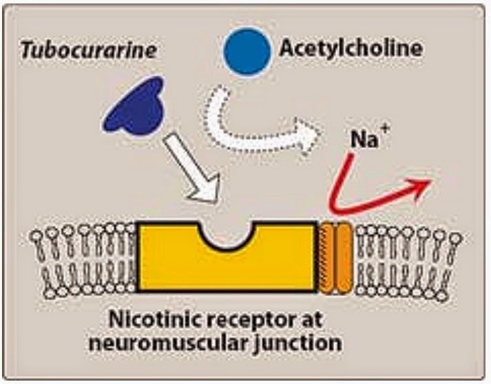 Carrier Of Wingless Cow Regulation Of Drosophila Neuromuscular