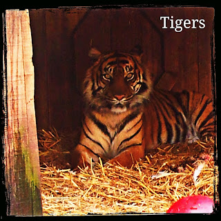 London zoo, zoo, tiger