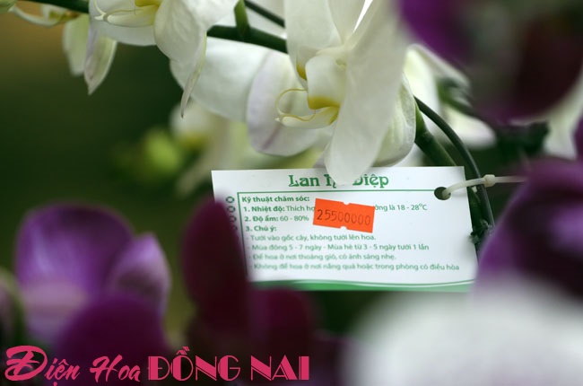 [Image: Hoa-lan-nhap-ngoai-gia-tram-trieu-van-dat-khach-9.jpg]