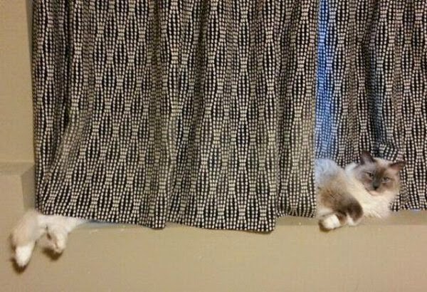Funny cats - part 111 (40 pics + 10 gifs), adorable cat pictures