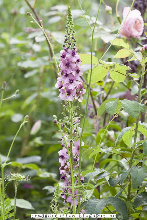 Violkungsljus 'Violetta' Garden Pinterest Php and Html