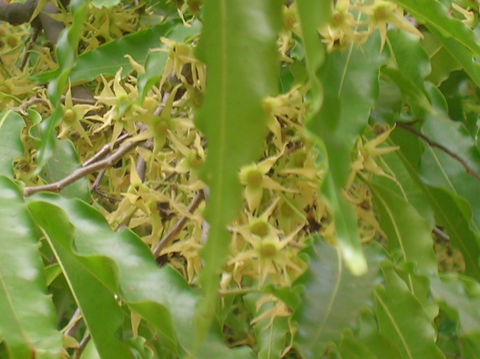 Dil Ki Nazar Se Delhi's Flower Show