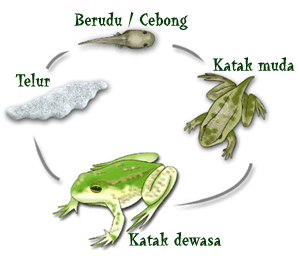 Pengetahuan Umum Pengertian Metamorfosis Pengetahuan Umum Pengertian Metamorfosis