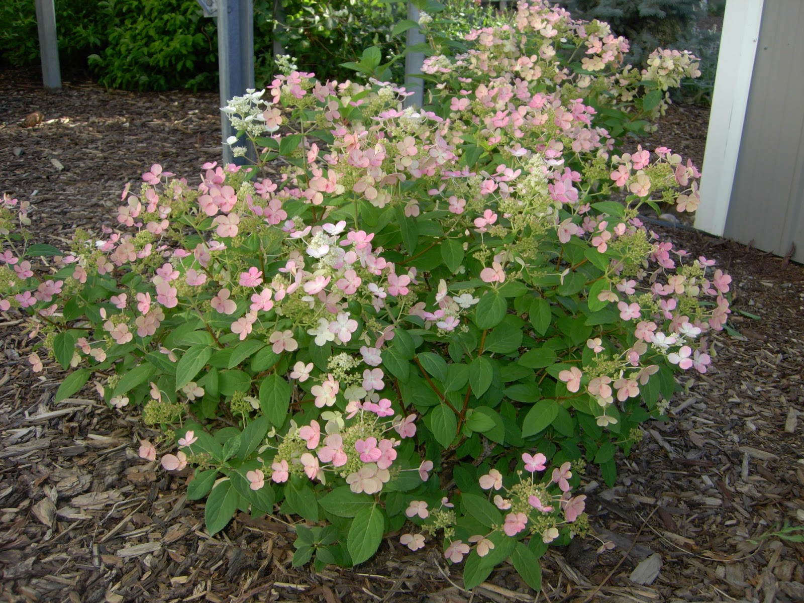 Hydrangea Paniculata Vanilla Strawberry Susan S In The Garden