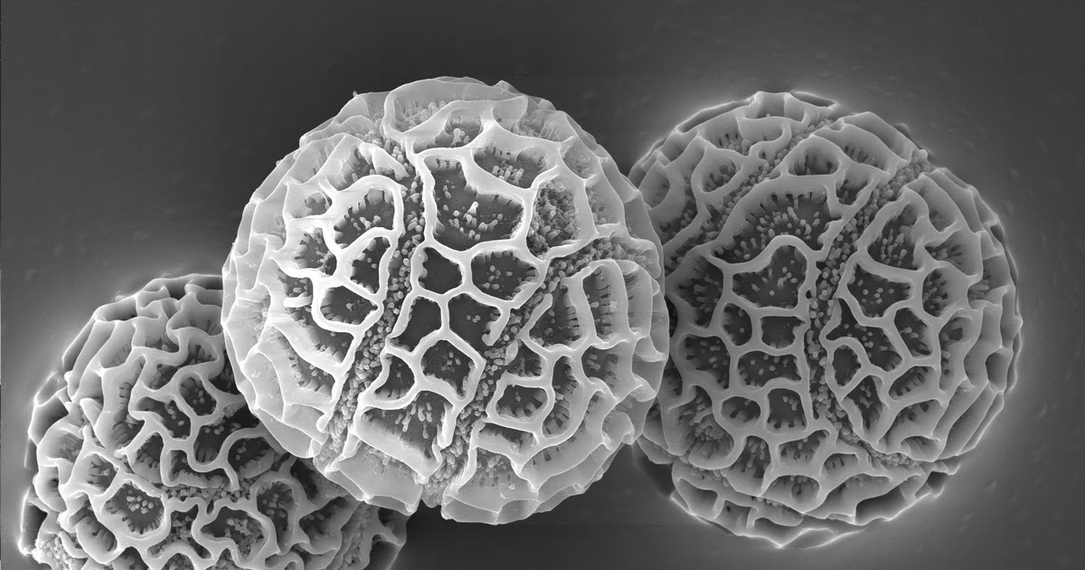 Data Deluge Passion fruit pollen