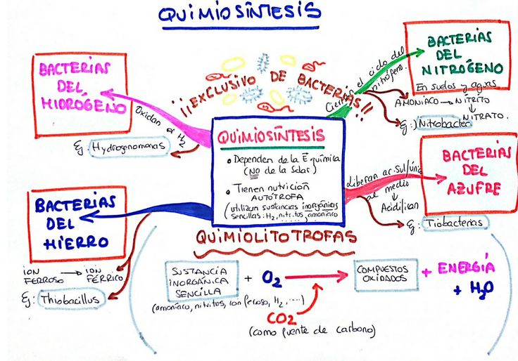 Quimiosíntesis Biología Preparatoria