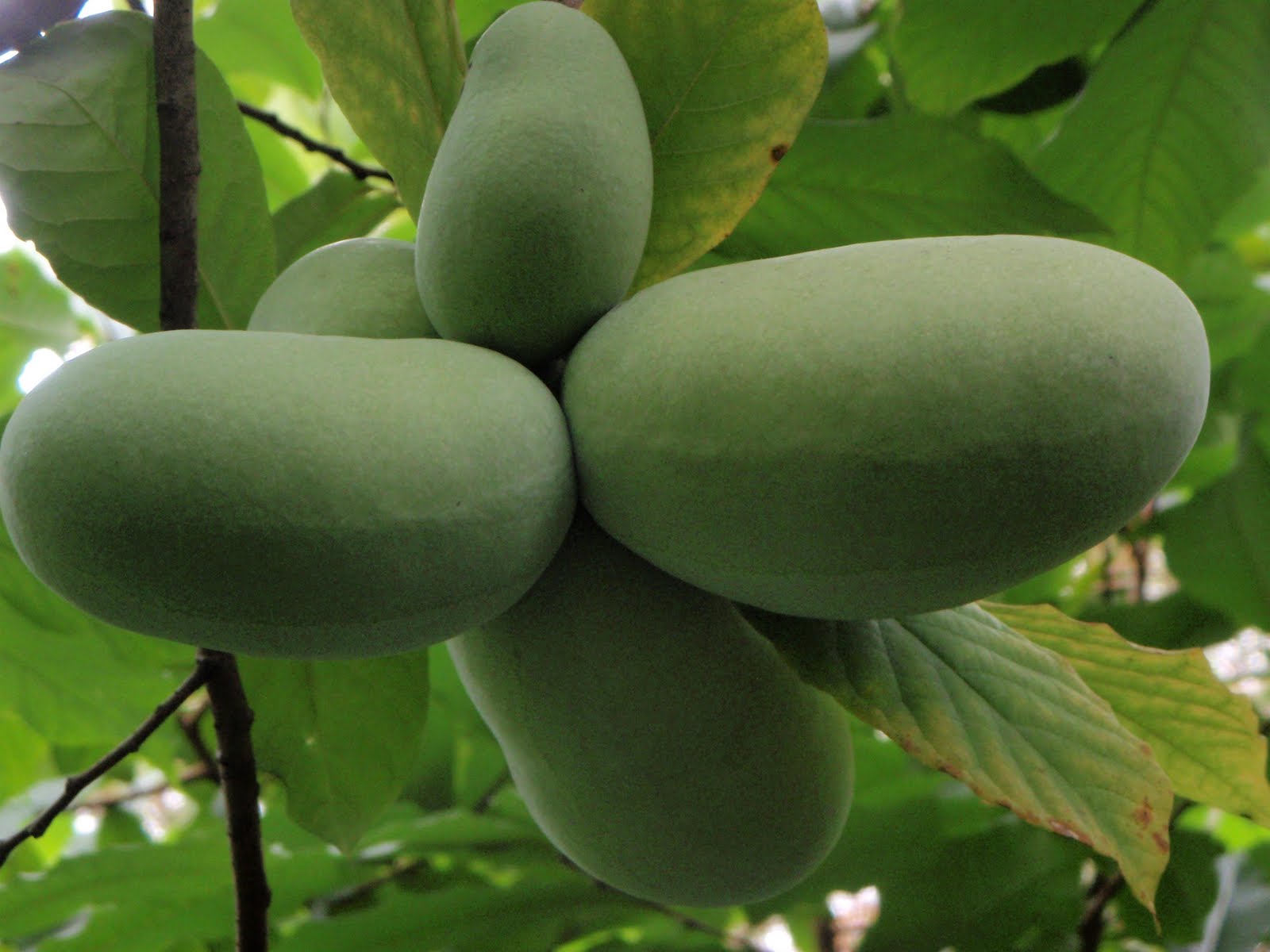 American Pawpaw