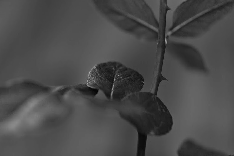 Gedichte Unter Der Laterne Schatten Rosen Schatten